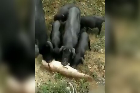 नदी से बाहर जमीन पर पड़ी थी मछली, सूअर के बच्चों ने बचाई जान, VIDEO वायरल नदी से बाहर जमीन पर पड़ी थी मछली, सूअर के बच्चों ने बचाई जान, VIDEO वायरल