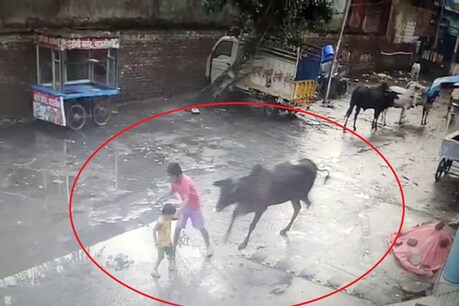 VIDEO: सांड का बच्चे पर हमला, कभी सिर तो कभी पैर से रौंदा, भाई बचाने आया तो उसे भी जमीन पर पटका VIDEO: सांड का बच्चे पर हमला, कभी सिर तो कभी पैर से रौंदा, भाई बचाने आया तो उसे भी जमीन पर पटका