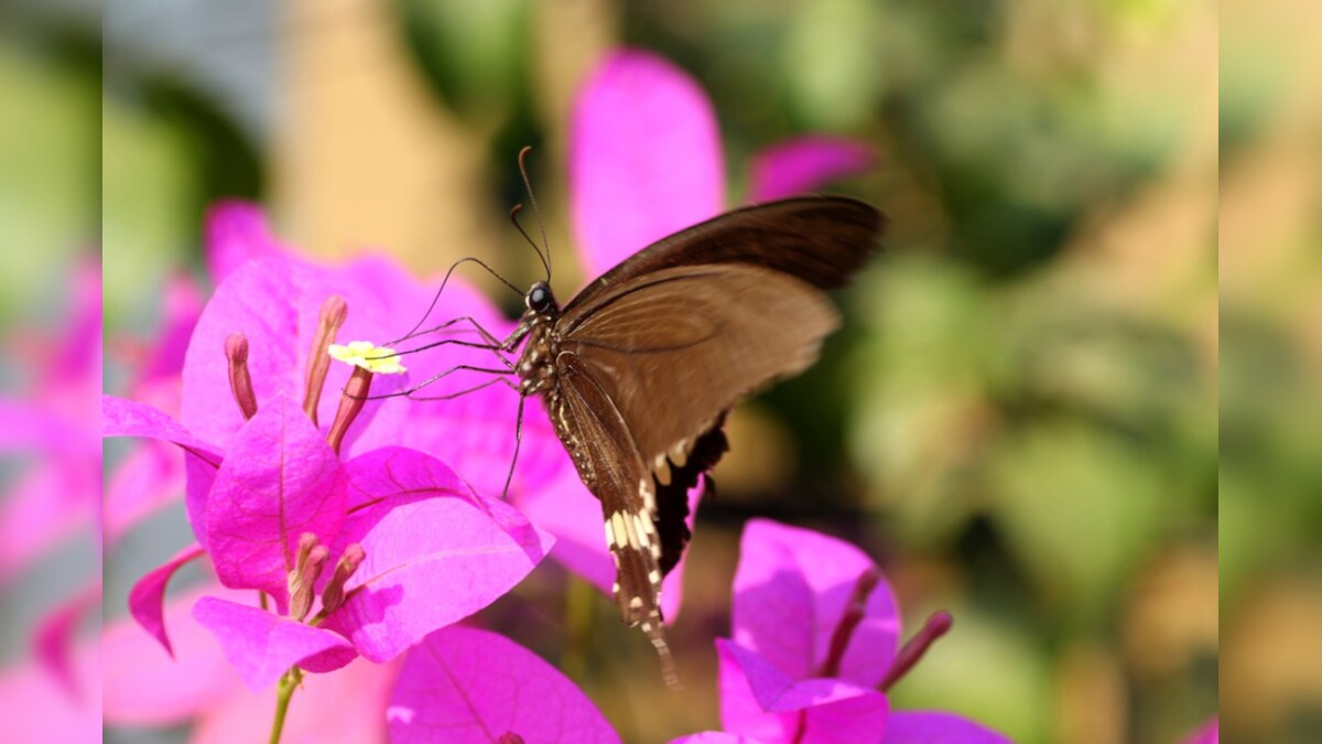 Bharwad Insect कवर्धा के भोरमदेव में पाई गई दुर्लभ प्रजाति की तितली, बनेगा पिकनिक ...