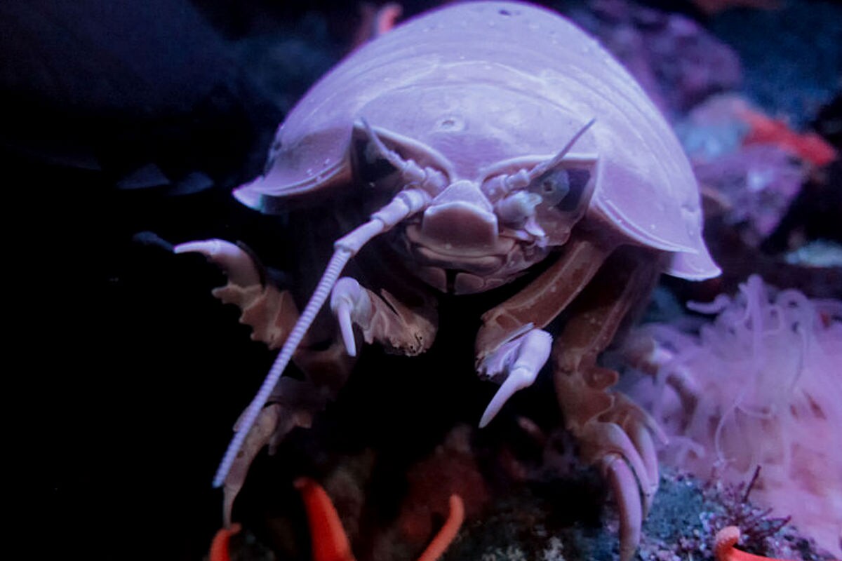 गहरे समुद्र में मिला डेढ़ फीट लंबा कॉक्रोच, वैज्ञानिक मान रहे बड़ी खोज ...