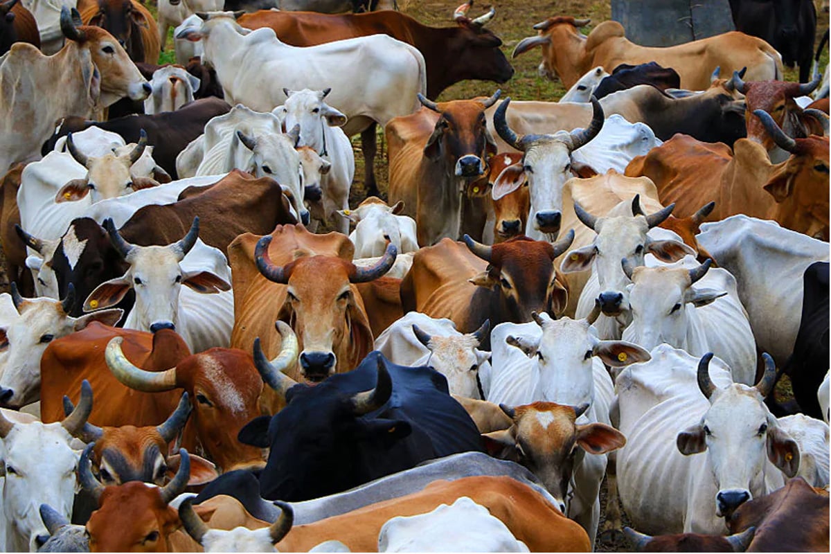 Pashu Kisan Credit Card scheme 2020, Farmer Credit Card Scheme For Animal Loan, how to apply Online Pashu Kisan Credit Card, loan Scheme, modi government, पशु किसान क्रेडिट कार्ड स्कीम 2020, पशु कर्ज के लिए किसान क्रेडिट कार्ड योजना, पशु किसान क्रेडिट कार्ड के लिए कैसे आवेदन करें, कर्ज योजना, मोदी सरकार