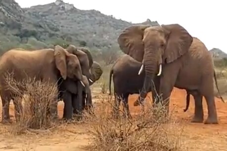 जंगल में अनाथ बच्चों को इस तरह प्यार कर रही थी हथिनी, Video वायरल जंगल में अनाथ बच्चों को इस तरह प्यार कर रही थी हथिनी, Video वायरल