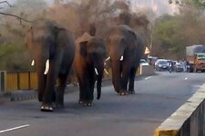 तय समय पर पूरे हो जाएंगे हाथी कॉरिडोर... लगातार फजीहत के बाद वन विभाग का दावा