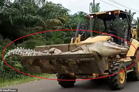 VIDEO: 14 फीट लंबे और 500 kg के इस मगरमच्छ को लोग मानते थे 'शैतान', पकड़कर काट दिया सिर VIDEO: 14 फीट लंबे और 500 kg के इस मगरमच्छ को लोग मानते थे 'शैतान', पकड़कर काट दिया सिर