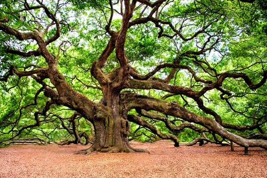 लेबनान में दक्षिणी सीमा पर इन दिनों जमकर वृक्षारोपण किया जा रहा है- सांकेतिक फोटो (Photo-pixabay)