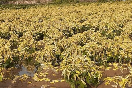Locust Attack: 32 जिलों तक पहुंची पाकिस्तान से आई 'आफत', नागौर सबसे ज्यादा प्रभावित Locust Attack: 32 जिलों तक पहुंची पाकिस्तान से आई 'आफत', नागौर सबसे ज्यादा प्रभावित