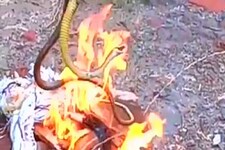 नूंह: बिजली विभाग के जेई ने सांप को जिंदा जलाया, Video बना किया वायरल