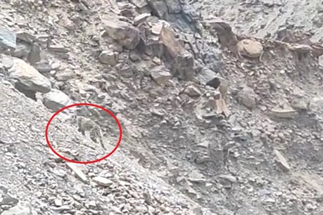 उत्तराखंड में कहां और कितने हैं स्नो लैपर्ड, अब पता चलेगा... उच्च हिमालयी क्षेत्रों में लगेंगे सोलर कैमरा ट्रैप उत्तराखंड में कहां और कितने हैं स्नो लैपर्ड, अब पता चलेगा... उच्च हिमालयी क्षेत्रों में लगेंगे सोलर कैमरा ट्रैप