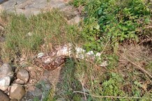 PHOTOS: कांगड़ा में विशाल अजगर ने जिंदा कुत्ते को निगला, वन विभाग ने किया रेस्क्यू