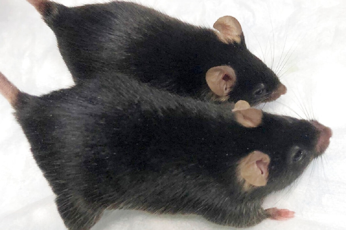 ISS,Mice, Anti-Aging, Aging, Space travel, Nrf2, Protein,