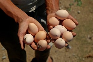 PHOTOS: ऑर्गेनिक सब्जियों के बाद अब बढ़ी ऑर्गेनिक अंडों की मांग, ऐसे हो रहा है उत्पादन