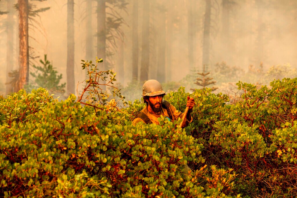  अमेजन के जंगलों में लगी आग के बाद अब कैलिफोर्निया के जंगलों में लगी आग ने सभी को परेशान कर रखा है. जंगलों में लग रही ये आग प्राकृतिक चीजों को खत्म तो कर ही रही हैं साथ ही हवा में जहर घोलने का भी काम कर रही है. इस तरह की आगों की वजह से सांस की बीमारियों से परेशान बुजुर्गों की जान पर भी खतरा मंडराने लगता है.