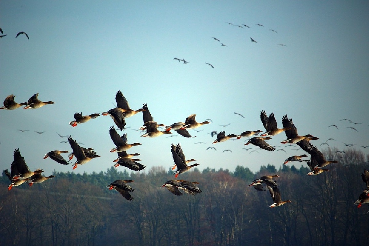 birds,Mass Extinction, species,