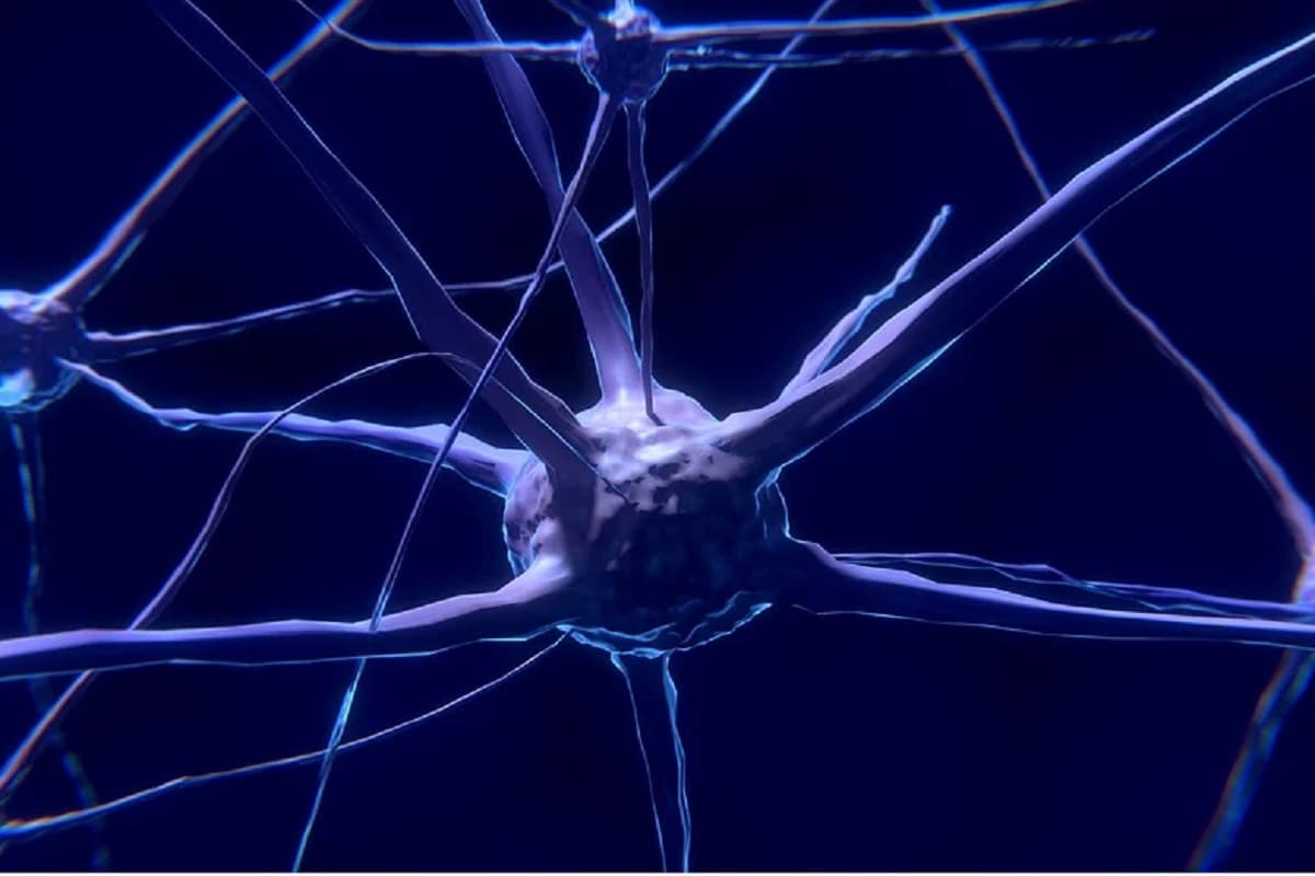 Brain , Nerve Cell, Connection 