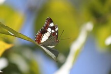 PHOTOS:  रामनगर में सजा तितलियों का संसार, शुरू हुआ 15 दिन का तितली त्यार