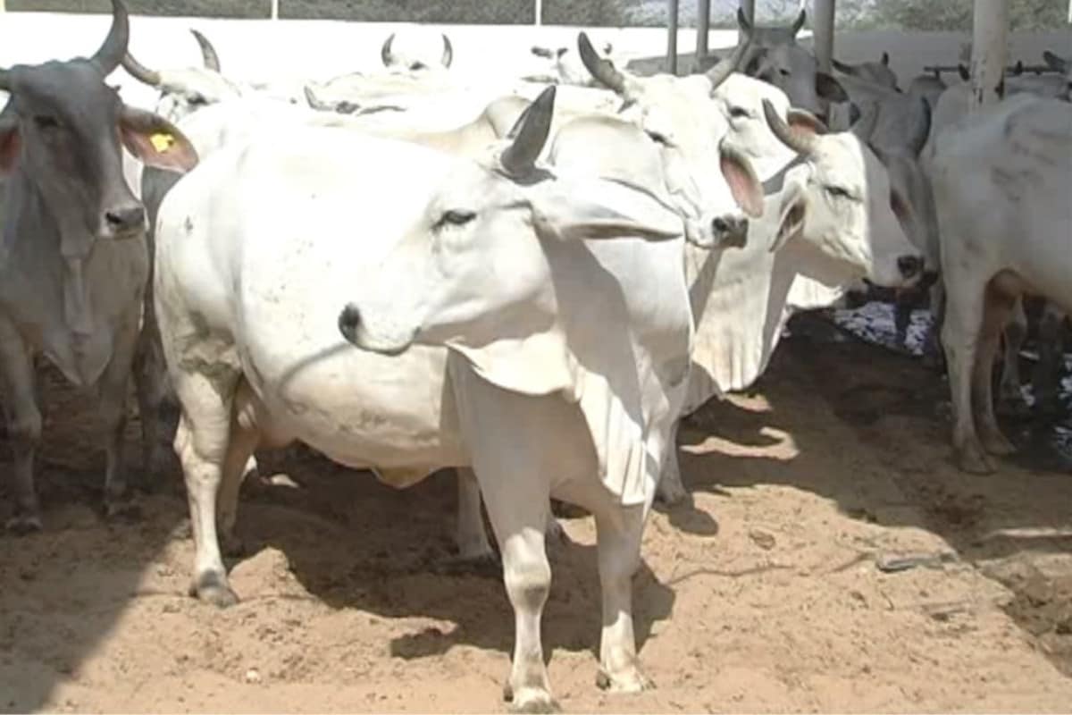 Rashtriya Kamdhenu Aayog, Cow dung , Cow dung,