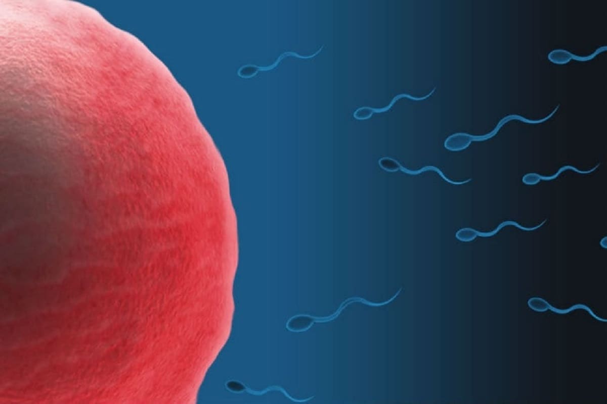 Sperm, crustacean, Palaeontologist, Fossil, Amber, ostracod, Reproduction, giant sperm, Evolution,