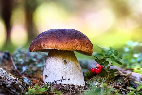Eco Friendy: अब चमड़ों की बजाय मशरूम से बनेंगे जूते, हैंडबैग्स और कपड़े Eco Friendy: अब चमड़ों की बजाय मशरूम से बनेंगे जूते, हैंडबैग्स और कपड़े