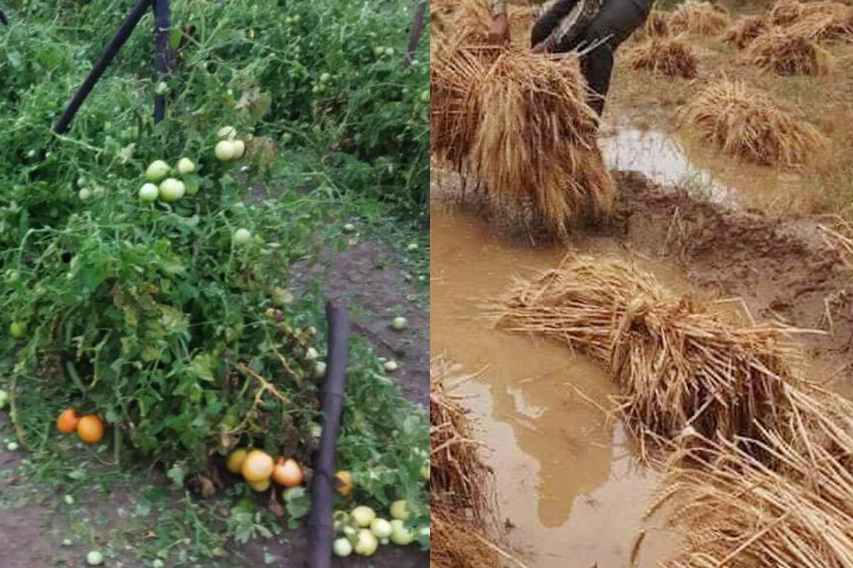 Pradhan Mantri Fasal Bima Yojana, प्रधानमंत्री फसल बीमा योजना, Madhya Pradesh government, मध्य प्रदेश सरकार, crop insurance scheme, फसल बीमा स्कीम, farmers news, किसान समाचार, kisan, PMFBY, ministry of agriculture, कृषि मंत्रालय, modi government, मोदी सरकार, Crop Damage