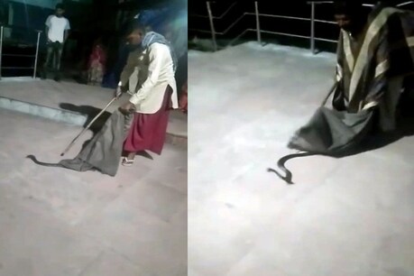 बिलासपुर में नैना देवी मंदिर में निकाल सांपों का जोड़ा.