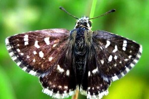 Big Butterfly Month: राजस्थान के मुकेश पंवार ने खोजी देश की 1328वीं तितली, तस्वीरों से जानिये पूरी कहानी