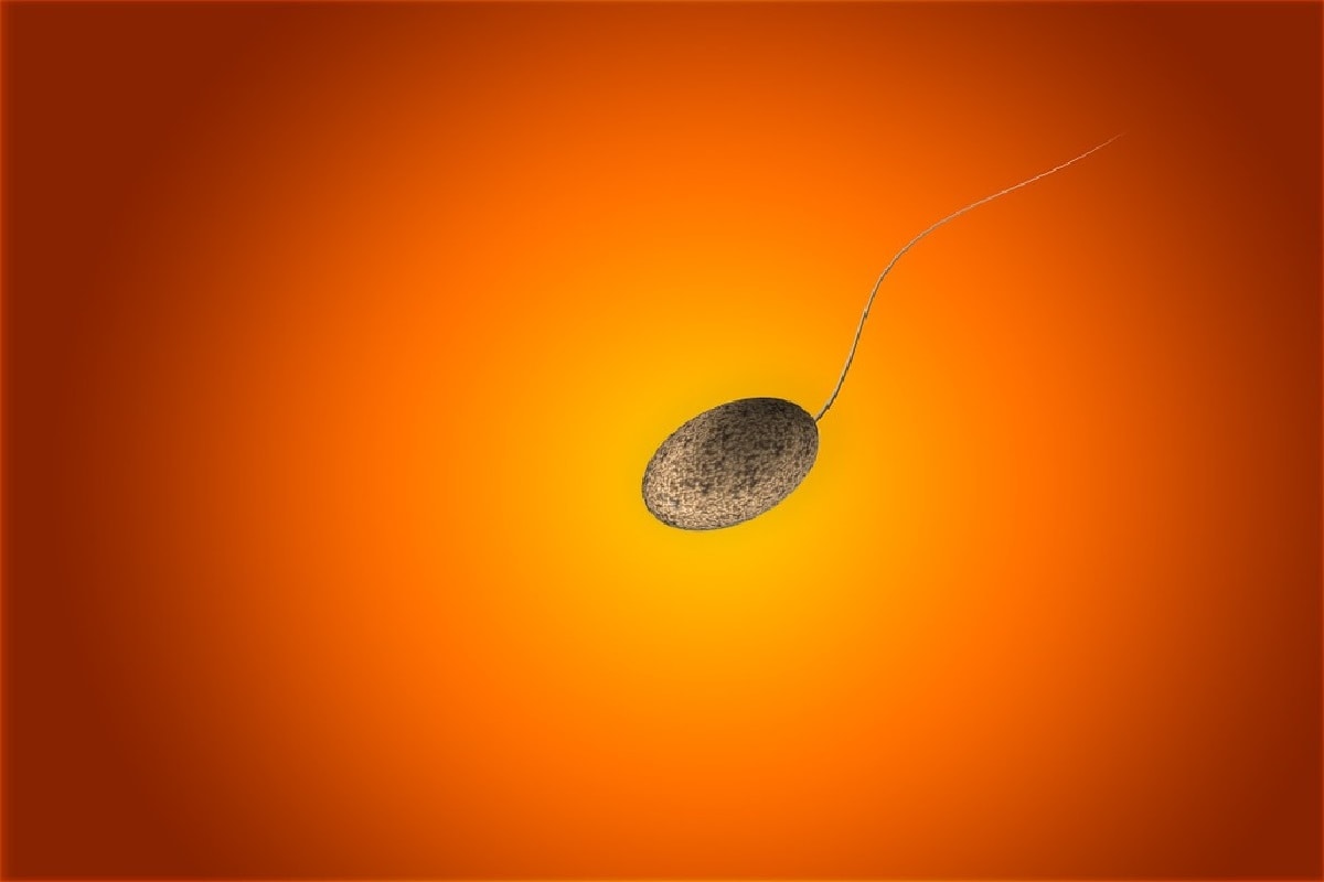 Sperm, crustacean, Palaeontologist, Fossil, Amber, ostracod, Reproduction, giant sperm, Evolution,