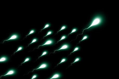 यह अब तक का खोजा गया सबसे पुराना जीवाश्म (Fossil) स्पर्म (Sperm) है (तस्वीर: Pixabay)