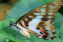 तस्‍वीरों में देखें तितलियों का अद्भुत रंगीन संसार को, जानें उनकी खासियत