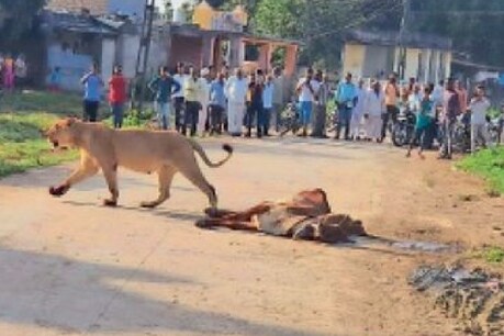 गुजरात के गांव में शेरनी ने किया गाय का शिकार. (Pic- Social media)