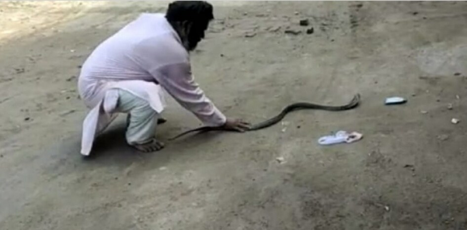 कड़ी मेहनत के बाद काबू में आया कोबरा
