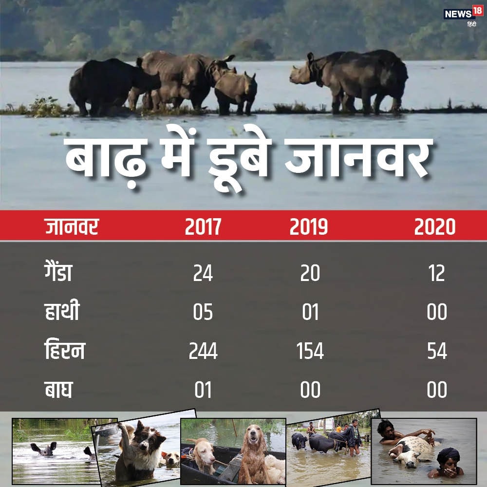Elephant, rhinoceros, deer, tiger, flood in assam, kaziranga park, lok sabha, हाथी, गैंडा, हिरण, बाघ, असाम में बाढ़, काजीरंगा पार्क, लोक सभा