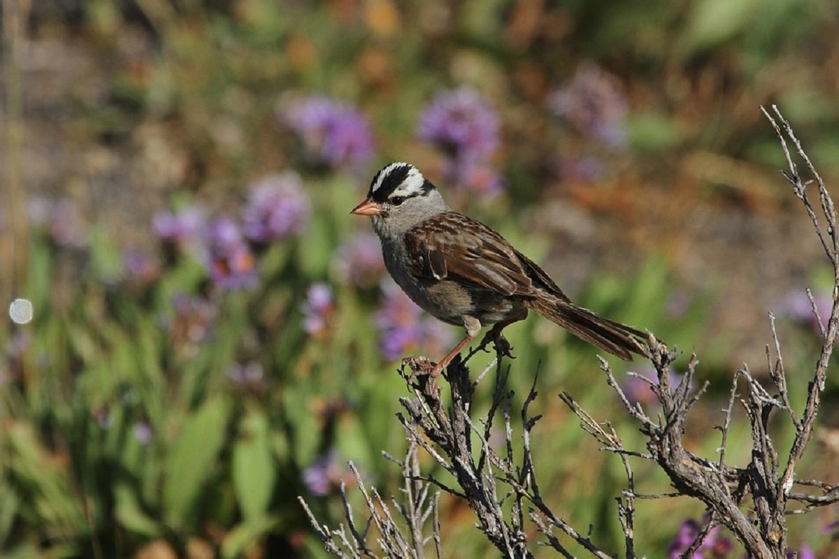 Lockdown, Covid-19, anthropause, white-crowned sparrow, Sparrow, Male Sparrow,