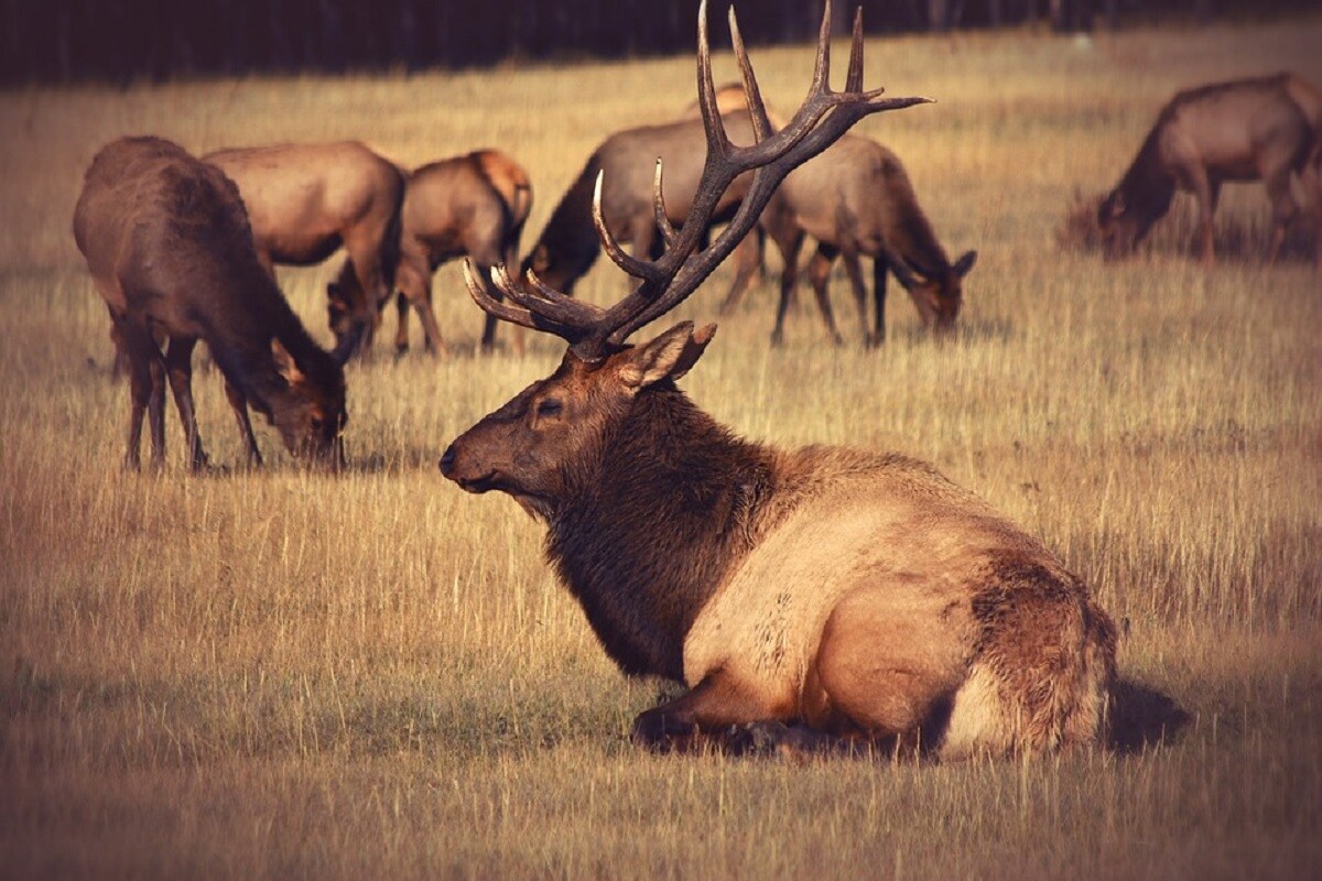 Animals, Mammals , Mass extinction