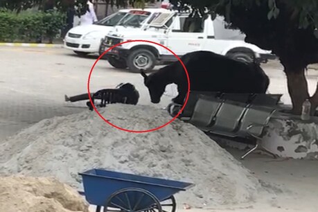 VIRAL VIDEO: खूंटा तोड़कर भागी भैंस पहुंची पुलिस थाने, दारोगा को उठाकर पटका VIRAL VIDEO: खूंटा तोड़कर भागी भैंस पहुंची पुलिस थाने, दारोगा को उठाकर पटका