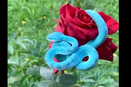 गुलाब के फूल पर बैठा नजर आया नीले रंग का दुर्लभ सांप (फोटो-Twitter)