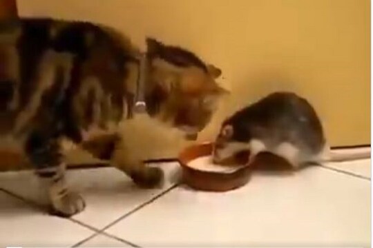 चूहे की चालाकी में फंसी बिल्ली, सामने से दूध की प्लेट पर मारा हाथ, Video  वायरल - Cat get caught into the trick of a mouse, took the plate full of  milk