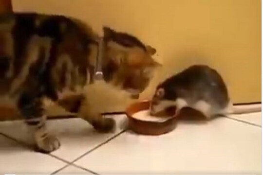 चूहे की चालाकी में फंसी बिल्ली, सामने से दूध की प्लेट पर मारा हाथ, Video वायरल - Cat get caught into the trick of a mouse, took the plate full of milk चूहे की चालाकी में फंसी बिल्ली, सामने से दूध की प्लेट पर मारा हाथ, Video वायरल - Cat get caught into the trick of a mouse, took the plate full of milk