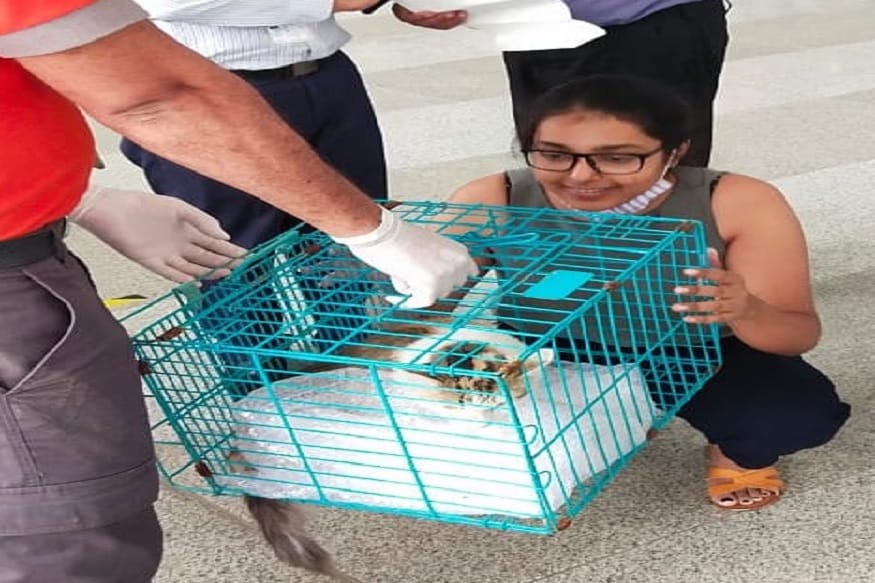 wildlife, pet cat, delhi airport, mumbai airport, air india, airplane, वन्यजीव, पालतू बिल्ली, दिल्ली एयरपोर्ट, मुंबई एयरपोर्ट, एयर इंडिया, हवाई जहाज,एक महिला यात्री दिल्ली से एयर इंडिया की फ्लाइट में मुंबई के लिए सफर कर रही थी.