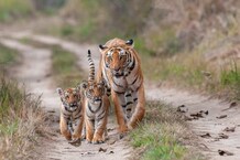 PHOTOS: अफ्रीका की लॉयन सफ़ारी की तरह बनेगी उत्तराखंड में टाइगर सफ़ारी... कॉर्बेट के पांखरो में होगी विकसित