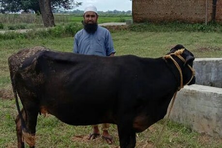 कुदरत का करिश्मा: बछड़े को जन्म दिए बगैर दूध दे रही है गाय, अचंभे में ग्रामीण कुदरत का करिश्मा: बछड़े को जन्म दिए बगैर दूध दे रही है गाय, अचंभे में ग्रामीण