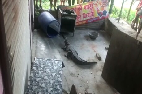 लखीमपुर खीरी में एक बिरयानी की दुकान में मगरमच्छ घुसने से हड़कंप मच गया. (Photo: News 18)