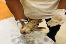गंगा में दिखी अमेरिकी मछली तो क्यों परेशान हो गए वैज्ञानिक