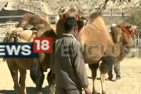 डबल हंप कैमेल करेगा लद्दाख में भारतीय सेना की मदद
