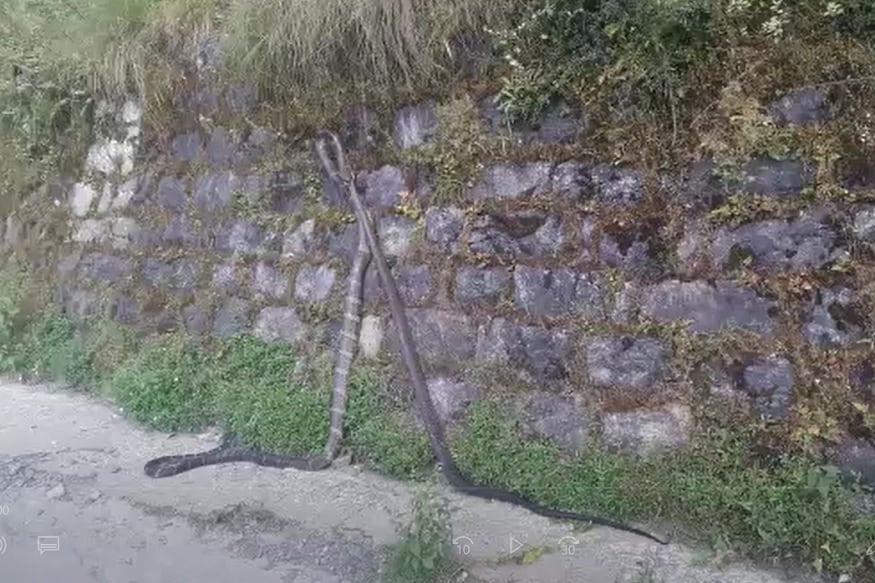 Viral VIDEO: बीच सड़क किंग कोबरा और 7 फीट लंबे सांप में खूनी भिड़ंत