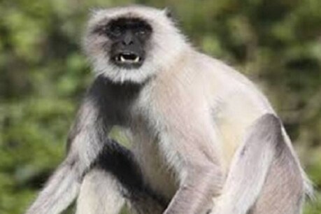 इस महीने दो लंगूर की मौत हो गई. (सांकेतिक फोटो)