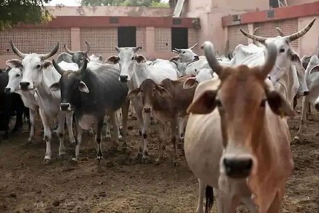कांगो फीवर नाम का यह बुखार टिक (किलनी) के जरिये मनुष्य में फैलता है (सांकेतिक फोटो)