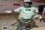 इस शहर से स्नेक रेस्क्यू के आने लगे इतने कॉल, दंग रह गई Wildlife SOS टीम