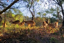 इस वजह से हिरणों को रास आने लगा है सज्जनगढ़ अभयारण्य, देखें PHOTOS