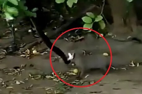 फोटो साभारः वीडियो ग्रैब/ट्विटर