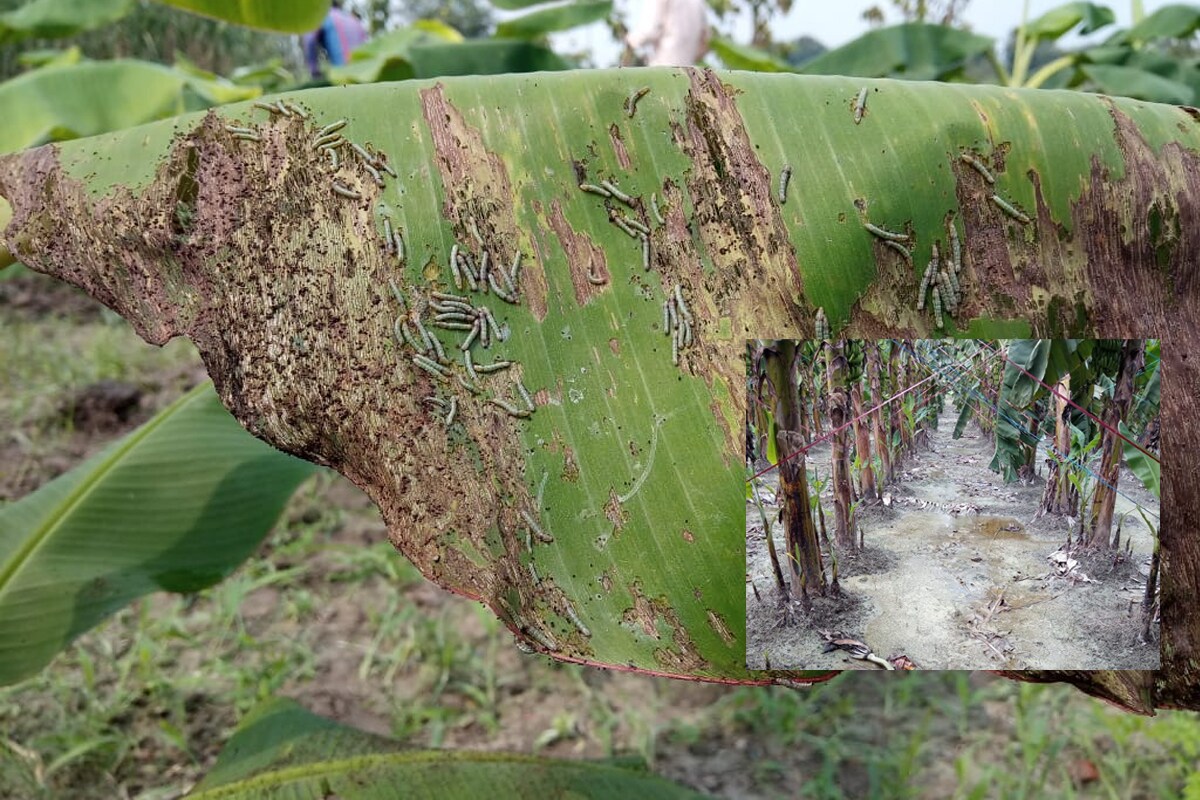 crop Loss due to Heavy Rains, Flood in up and bihar, paddy, Sugarcane, soybean, maize, farmers news, yogi government, nitish government, भारी बारिश के कारण फसलों का नुकसान, यूपी बिहार में बाढ़ से किसानों का नुकसान, धान, गन्ना, सोयाबीन, मक्का की खेती, किसान समाचार, योगी सरकार, नीतीश सरकार